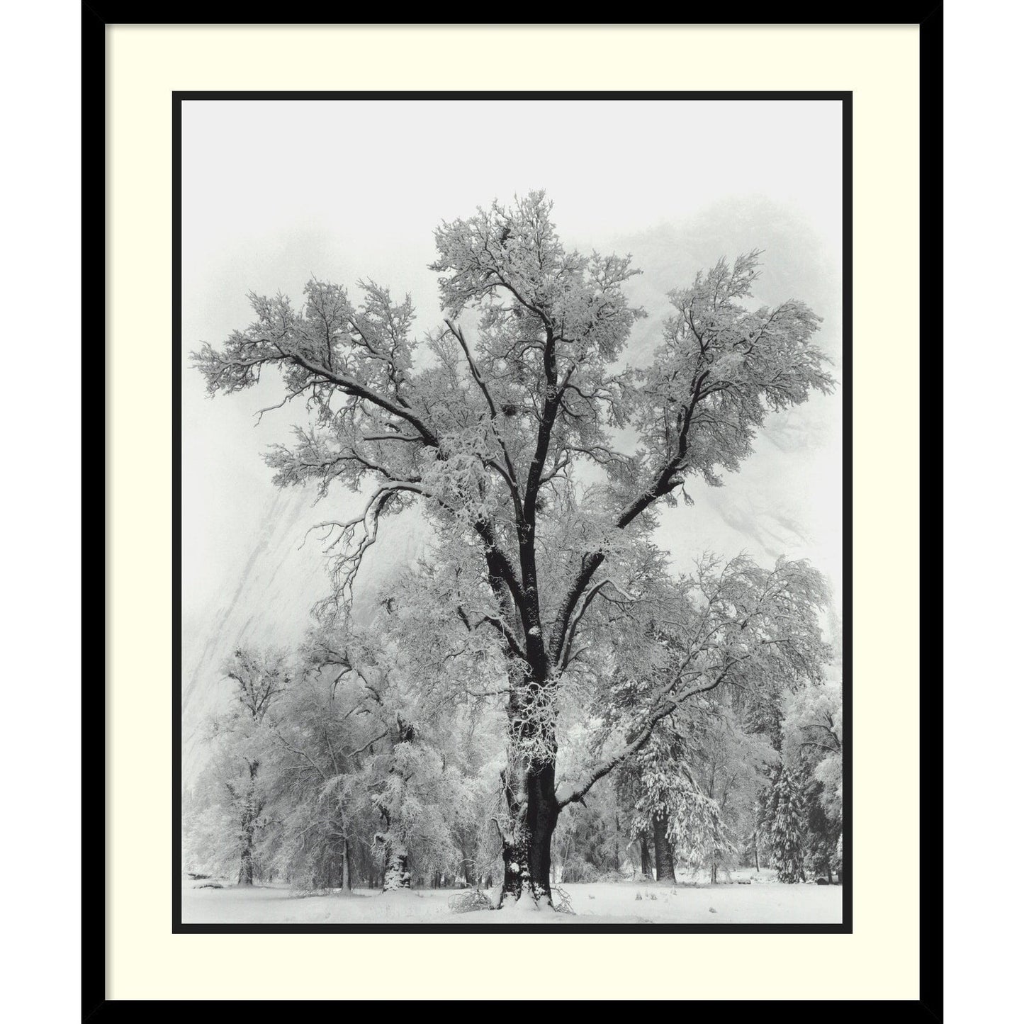 Reproduction d'œuvre encadrée « Chêne, tempête de neige, parc national de Yosemite - 1948 » d'Ansel Adams, 68,6 x 81,3 cm.